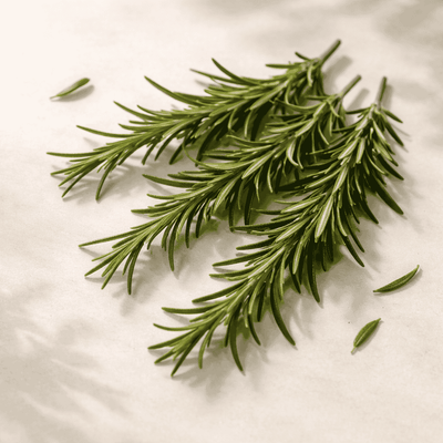 Rosemary Extract